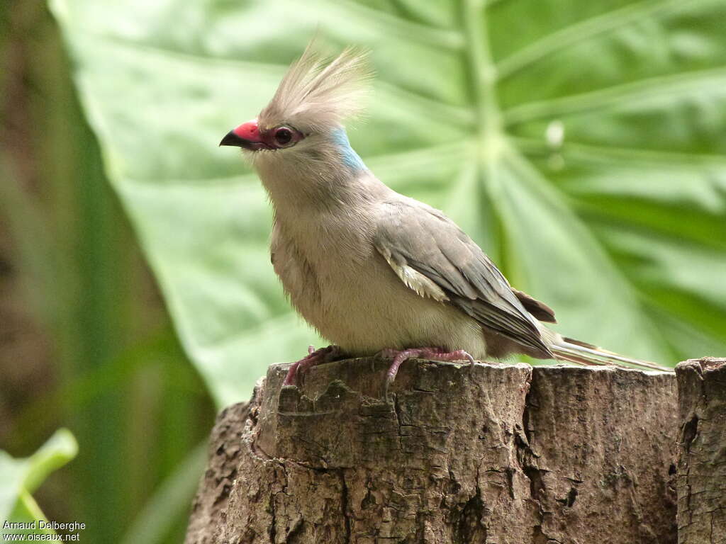 Blue-naped Mousebirdadult, identification