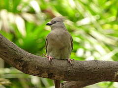 Blue-naped Mousebird