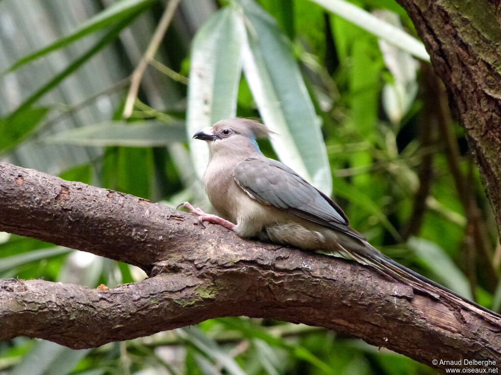 Blue-naped Mousebird