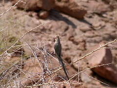 Red-faced Mousebird