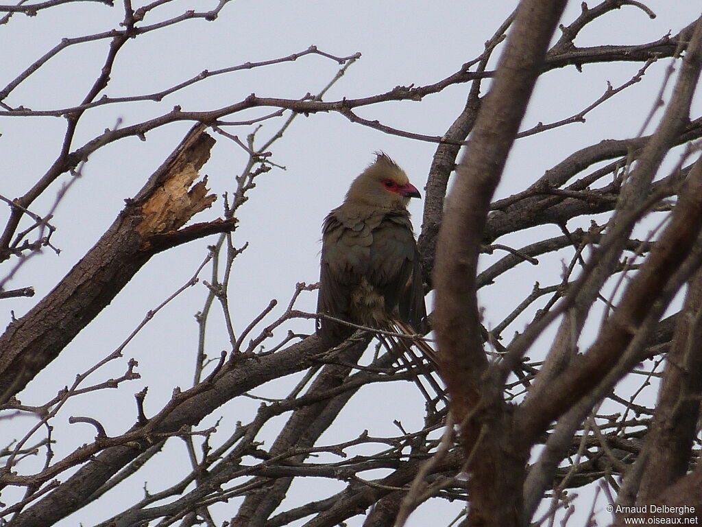 Red-faced Mousebird