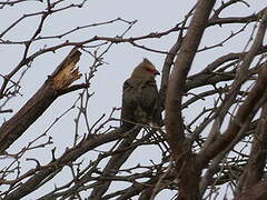 Red-faced Mousebird