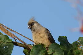 Speckled Mousebird