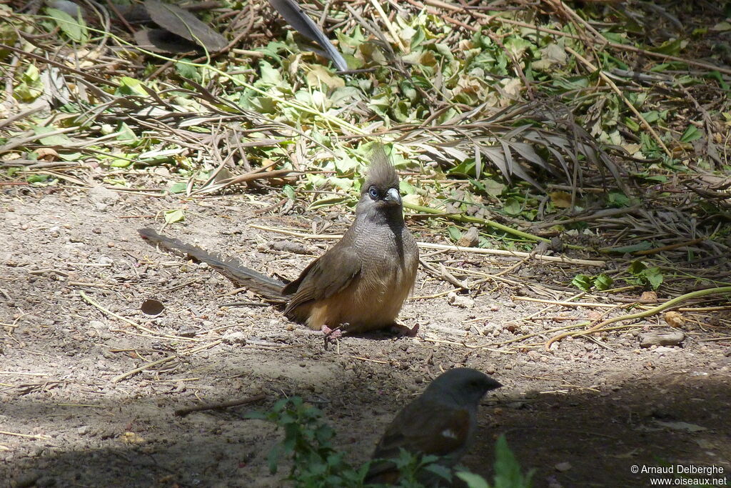 Speckled Mousebird