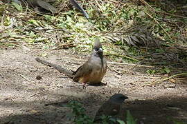 Speckled Mousebird