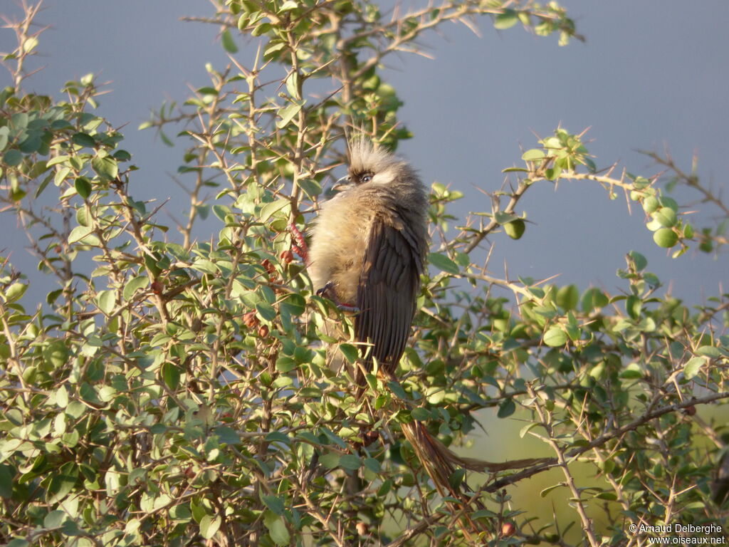 Speckled Mousebird