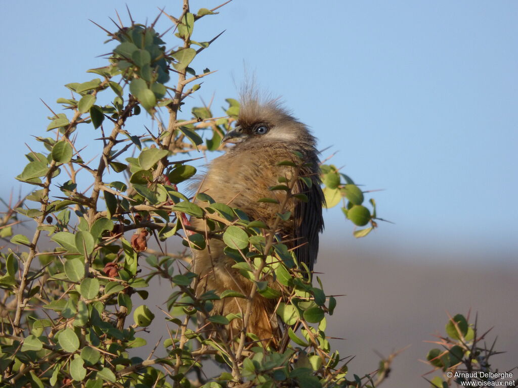 Speckled Mousebird