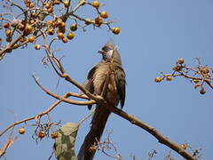 Speckled Mousebird