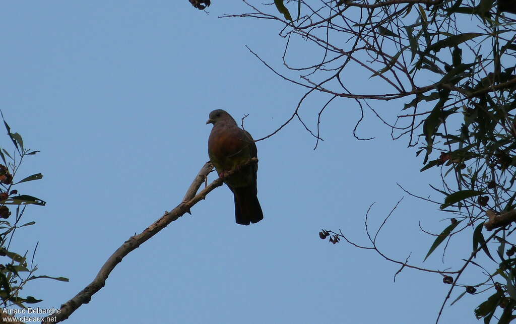 Cinnamon-headed Green Pigeon