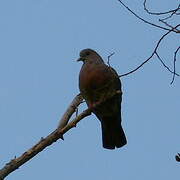 Cinnamon-headed Green Pigeon