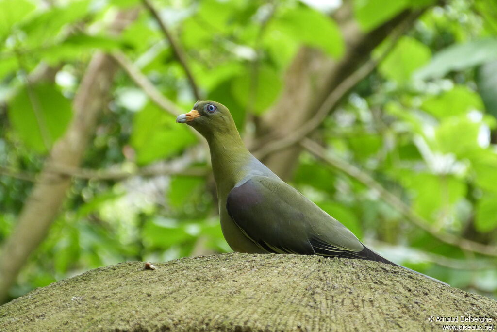 African Green Pigeon