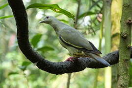 Pink-necked Green Pigeon