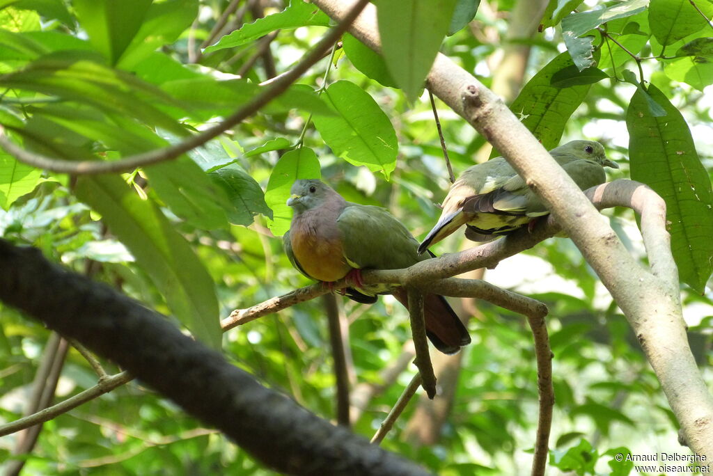 Pink-necked Green Pigeon