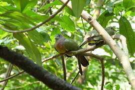 Pink-necked Green Pigeon