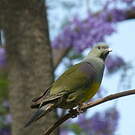 Colombar waalia
