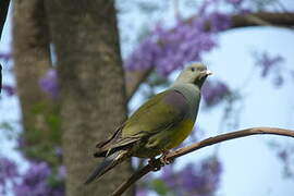 Bruce's Green Pigeon