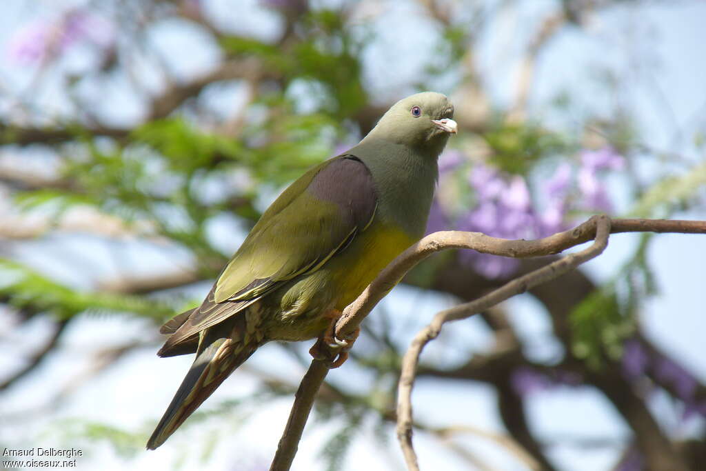 Bruce's Green Pigeonadult, identification