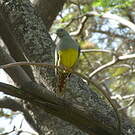 Colombar waalia