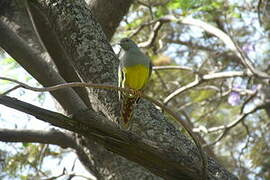 Bruce's Green Pigeon