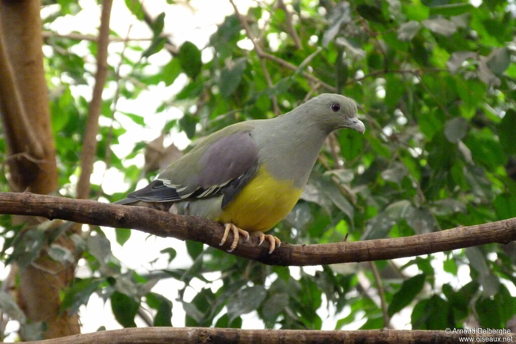 Bruce's Green Pigeon