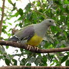Colombar waalia