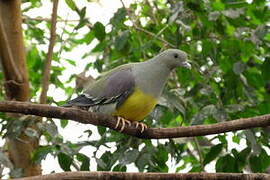 Bruce's Green Pigeon