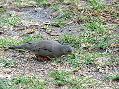 Croaking Ground Dove