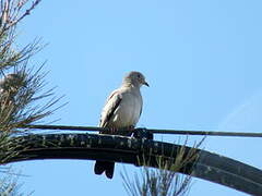 Croaking Ground Dove