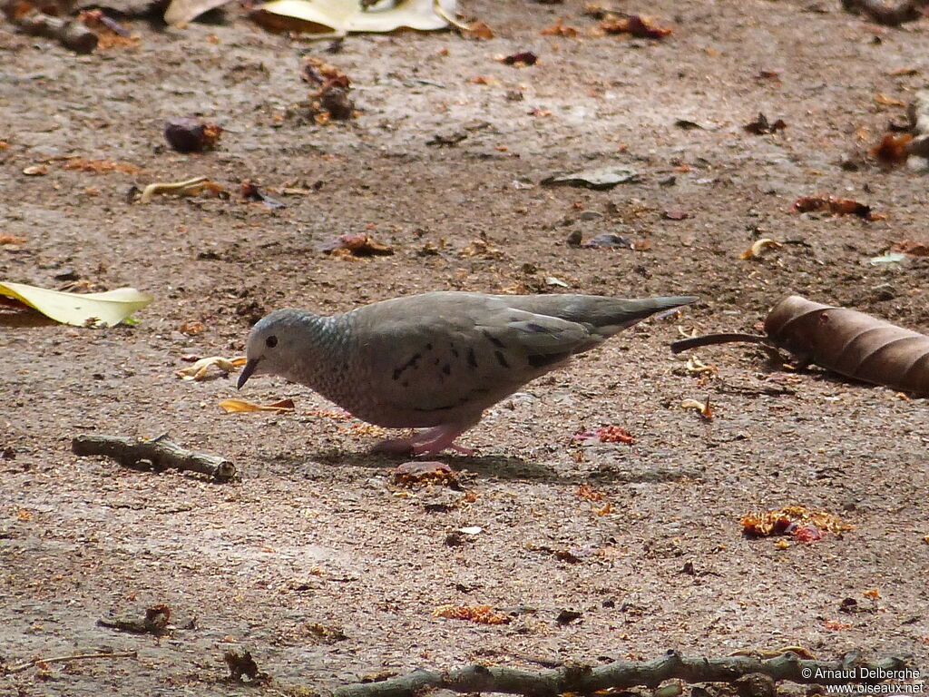 Common Ground Dove