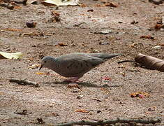 Common Ground Dove