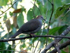 Grey-chested Dove