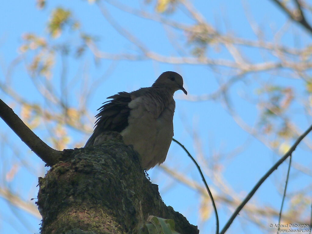 Grey-chested Dove