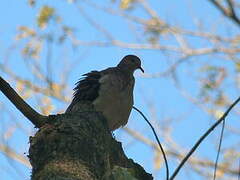 Grey-chested Dove