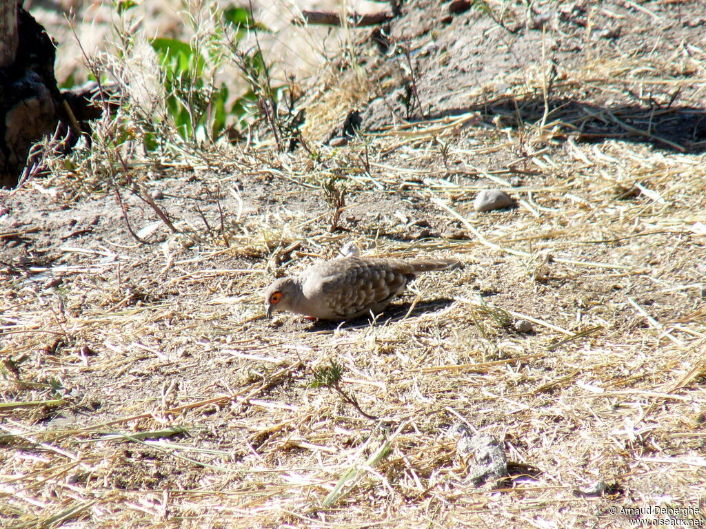 Bare-faced Ground Dove