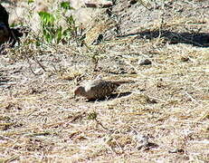 Bare-faced Ground Dove