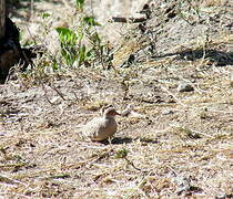 Bare-faced Ground Dove