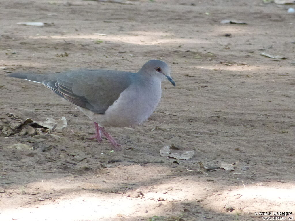 White-tipped Dove