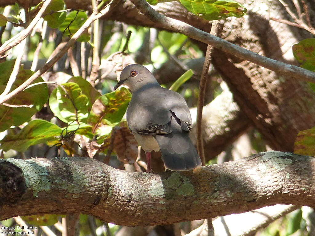 White-tipped Dove, habitat