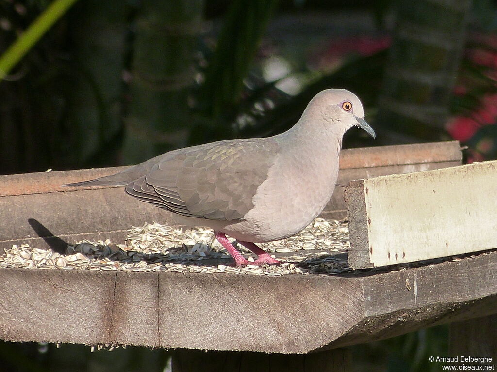 Colombe de Verreaux