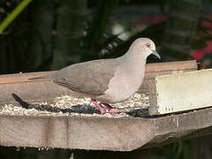 White-tipped Dove