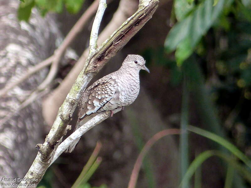 Scaled Doveadult