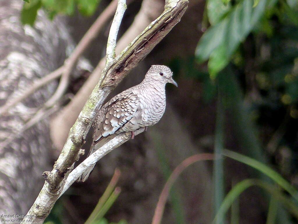 Colombe écailléeadulte