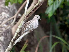 Scaled Dove