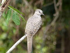 Scaled Dove