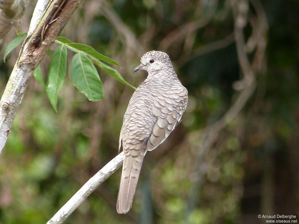 Scaled Dove