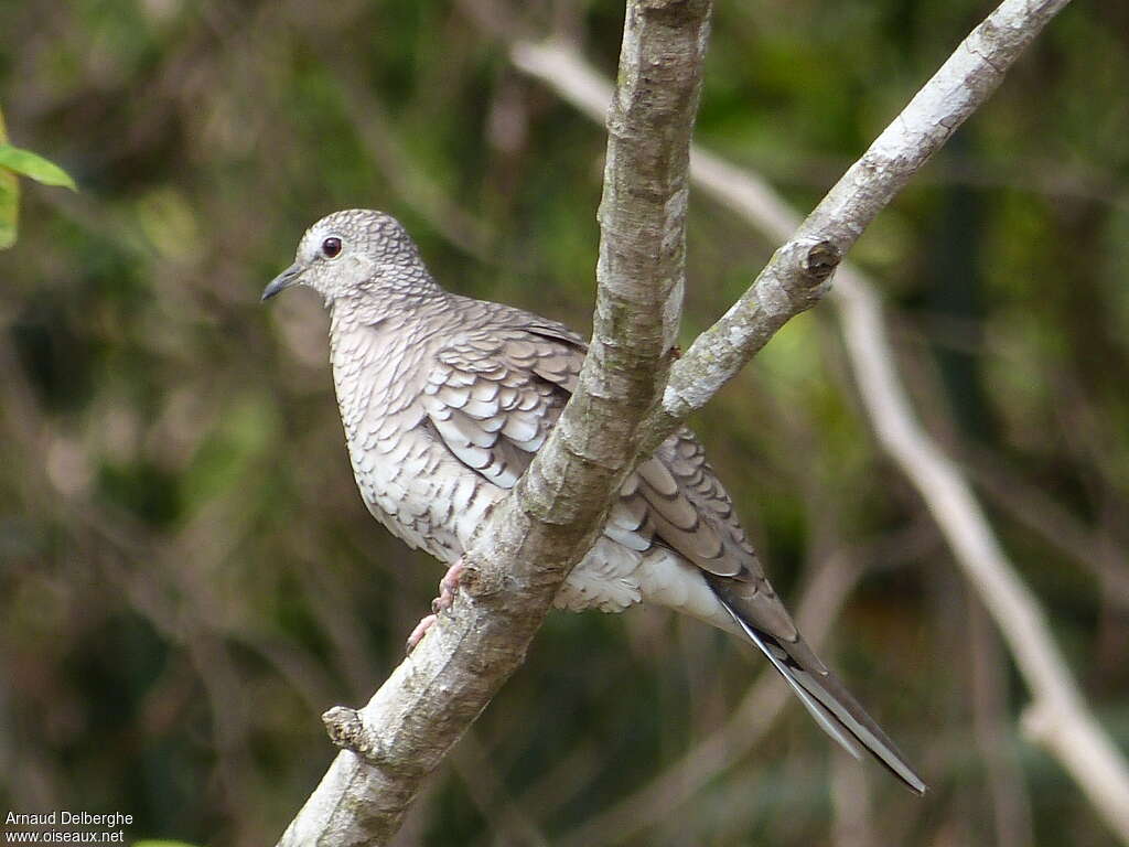 Colombe écailléejuvénile, identification