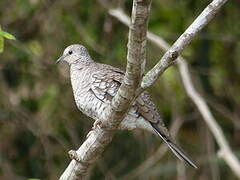 Scaled Dove