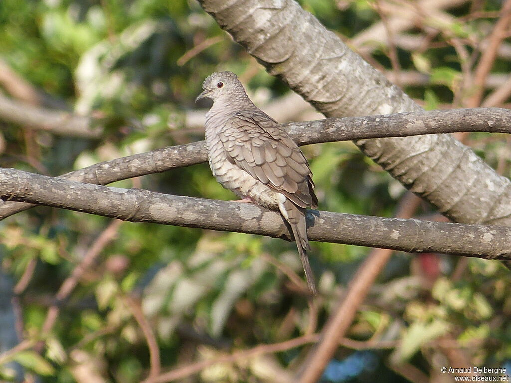 Colombe inca