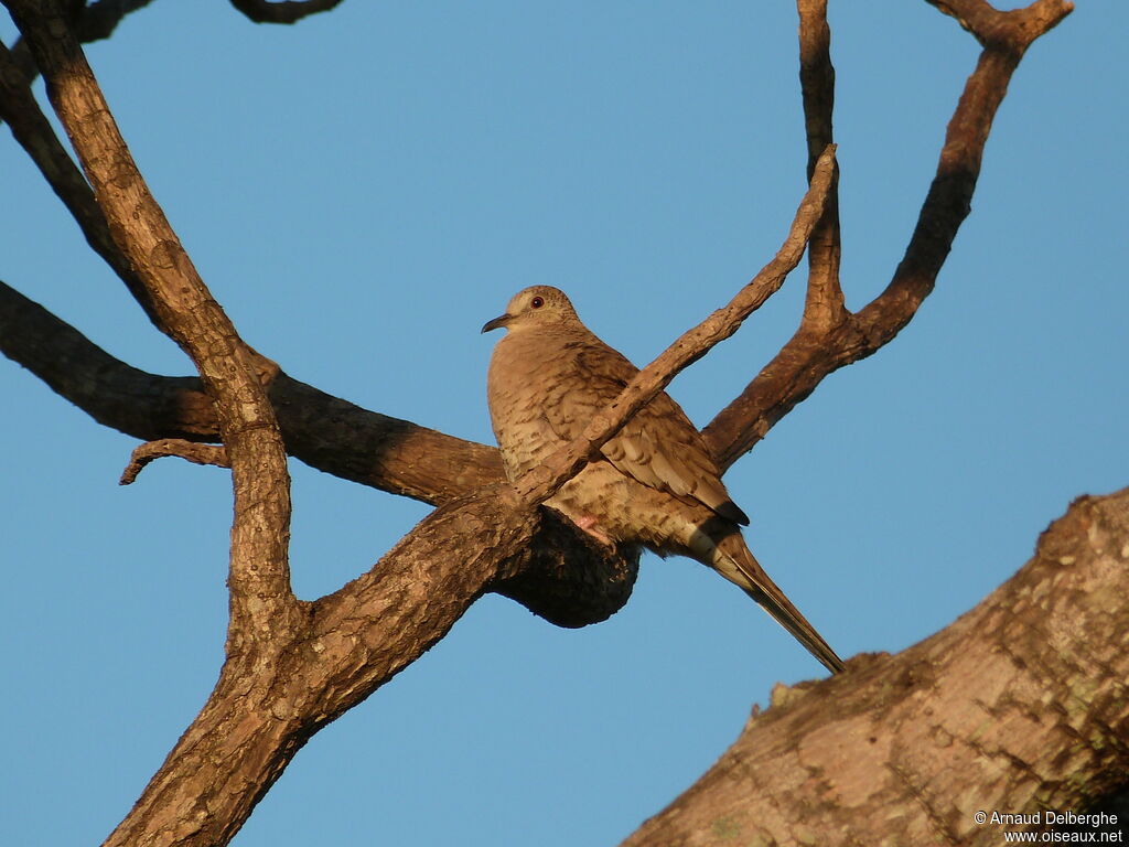 Inca Dove