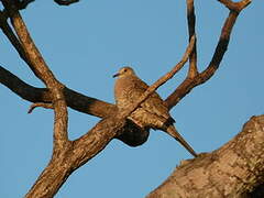 Inca Dove